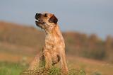 BORDER TERRIER 170